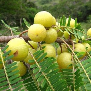सर्दी-जुकाम में तुरंत आराम पायें आयुर्वेदिक उपाय से